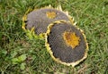 Sunflowers are lying on the green grass. Village rustic photo