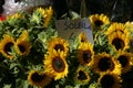 Sunflowers in market Royalty Free Stock Photo