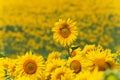Sunflowers meadow with one above others Royalty Free Stock Photo