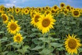 Sunflowers in Moldova Royalty Free Stock Photo