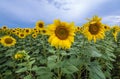 Sunflowers in Moldova Royalty Free Stock Photo