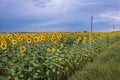 Sunflowers in Moldova Royalty Free Stock Photo