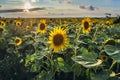 Sunflowers in Moldova Royalty Free Stock Photo