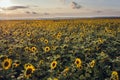 Sunflowers in Moldova Royalty Free Stock Photo