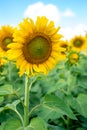 Sunflowers in the morning