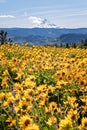 Sunflowers and Mount Hood on the Columbia River Gorge in Oregon Royalty Free Stock Photo