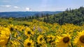 Sunflowers and Mount Hood on the Columbia River Gorge in Oregon Royalty Free Stock Photo
