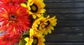 Sunflowers and mums with wooden background. Autumn decor. Royalty Free Stock Photo