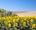 Sunflowers next to a cactus Royalty Free Stock Photo