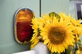 Sunflowers next to the rear brake lights on a vintage car Royalty Free Stock Photo