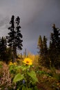 Sunflowers in northern garden in fall