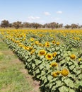 Sunflowers Royalty Free Stock Photo