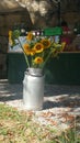 Sunflowers in old milkbottle