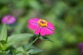 Side view of beautiful pink sunflower petals taken from a close up shot of a blurred background Royalty Free Stock Photo