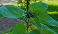 The sunflowers in our North do not have time to ripen