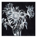 Sunflowers painted by a white liner on black paper