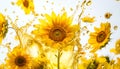 Sunflowers and petals falling into splashing vegetable oil on white background Royalty Free Stock Photo