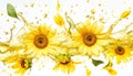 Sunflowers and petals falling into splashing vegetable oil on white background Royalty Free Stock Photo
