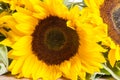 Sunflowers Royalty Free Stock Photo