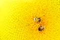 Sunflowers pollinate bees. Close-up of a multi-striped bee collects honey on a yellow flower