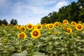 Sunflowers in Poolesville Maryland