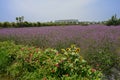 Sunflowers in purple blooming farmland on sunny summer day Royalty Free Stock Photo