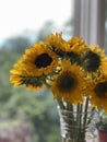 Sunflowers on a rainy, autumn afternoon