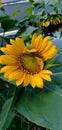 Sunflower ready to bloom today