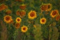 View of a field of sunflowers in the early morning.