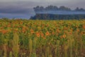 Sunflowers ripen on the field in August.