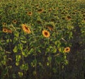 Sunflowers ripen on the field in August. Royalty Free Stock Photo