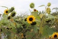 Sunflowers ripen on the field