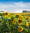 Sunflowers ripen in the foreground photos, dried petals