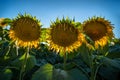 Sunflowers at the ripening stage,withered petals