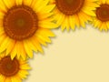 Sunflowers romantic background
