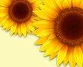 Sunflowers romantic background