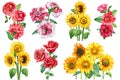 Sunflowers, roses and verbena. Watercolor flowers set, botanical illustration. flora clipart. Summer plant