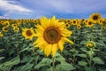 Sunflowers in Moldova Royalty Free Stock Photo