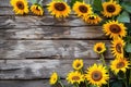 sunflowers on rustic wooden background many wooden slats Royalty Free Stock Photo