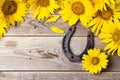 Sunflowers with rusty horseshoe on old wooden boards. Royalty Free Stock Photo