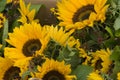 Sunflowers for sale