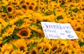 Sunflowers For Sale