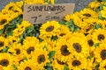 Sunflowers for sale