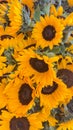 sunflowers for sale in a local market.