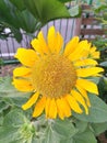 Sunflowers on sale in the streetrmarket