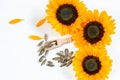 Sunflowers and sunflowers seeds on the white background closeup. Harvest season concept Royalty Free Stock Photo