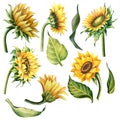 Sunflowers set isolate on white. Hand drawn. Watercolor pencils