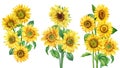 Sunflowers set on an isolated white background, watercolor painting, hand drawing bouquet of yellow flowers Royalty Free Stock Photo