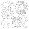 2130 sunflowers set, sunflower and leaves in monochrome colors, isolate on a white background, linear drawing Royalty Free Stock Photo