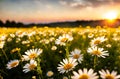 Sunflowers, Skies, and Meadow Melodies